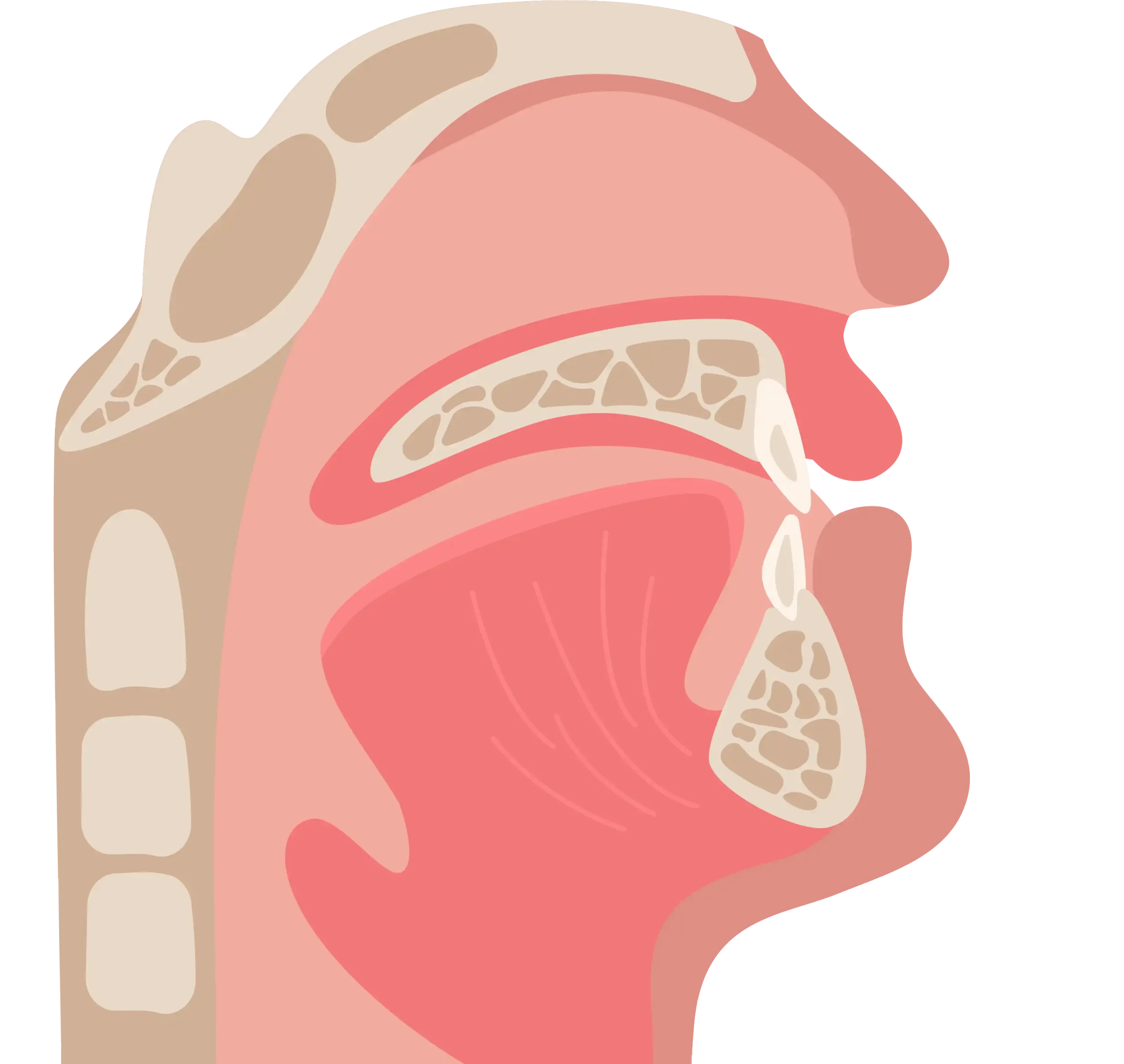 Airway Orthodontic Services Airway Orthodontic Services in Utah