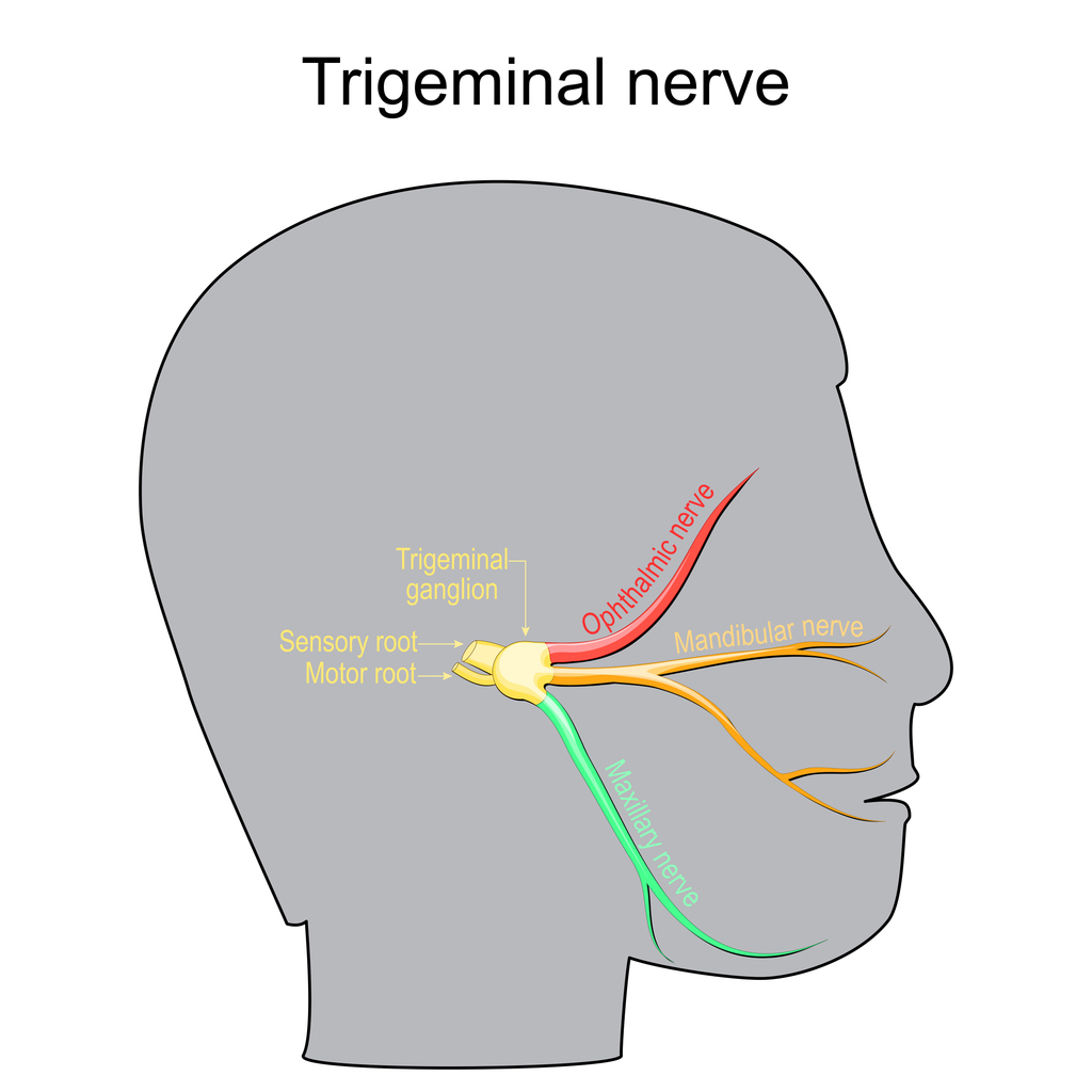 Trigeminal neuralgia. Cranial nerve. Trigeminal neuralgia. Cranial nerve.