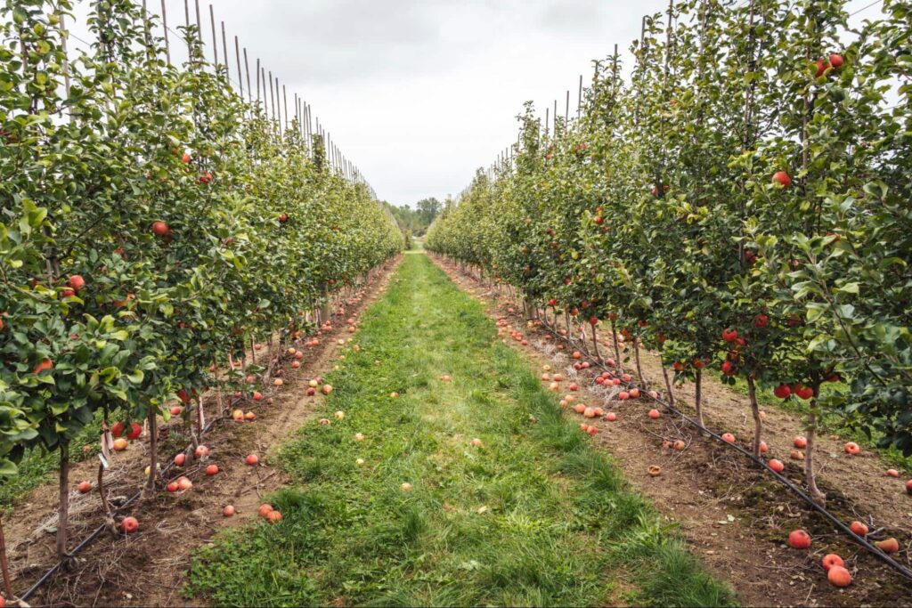 Santaquin Orchard Days