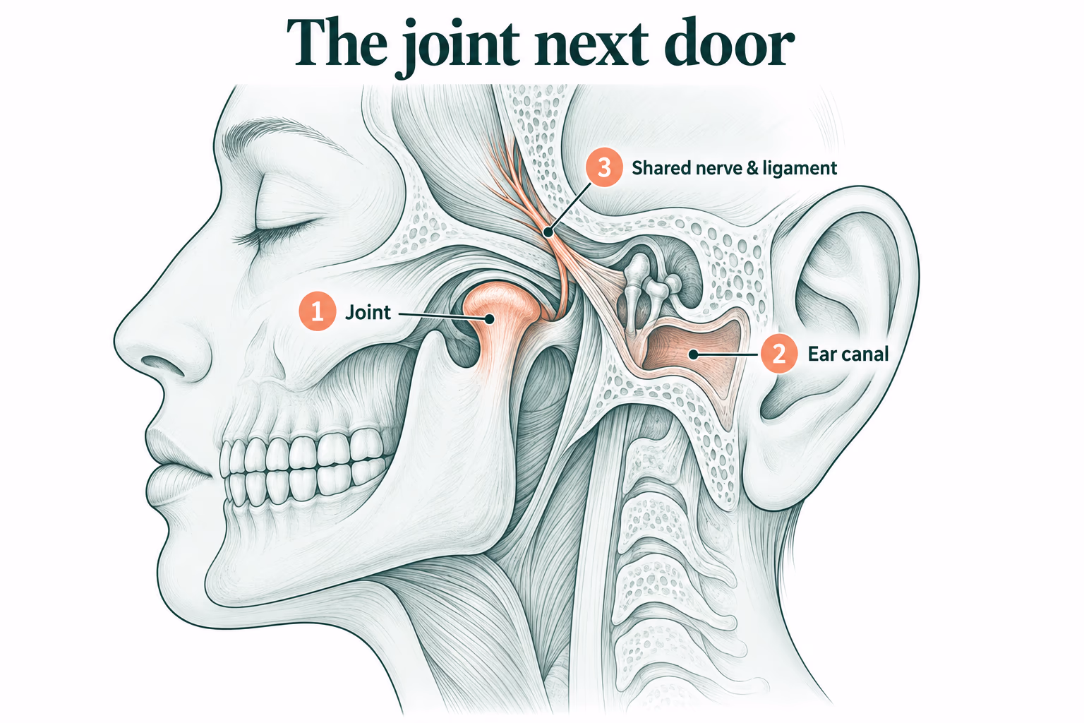 Diagram of the TMJ joint sitting directly in front of the ear canal, sharing a nerve and ligament